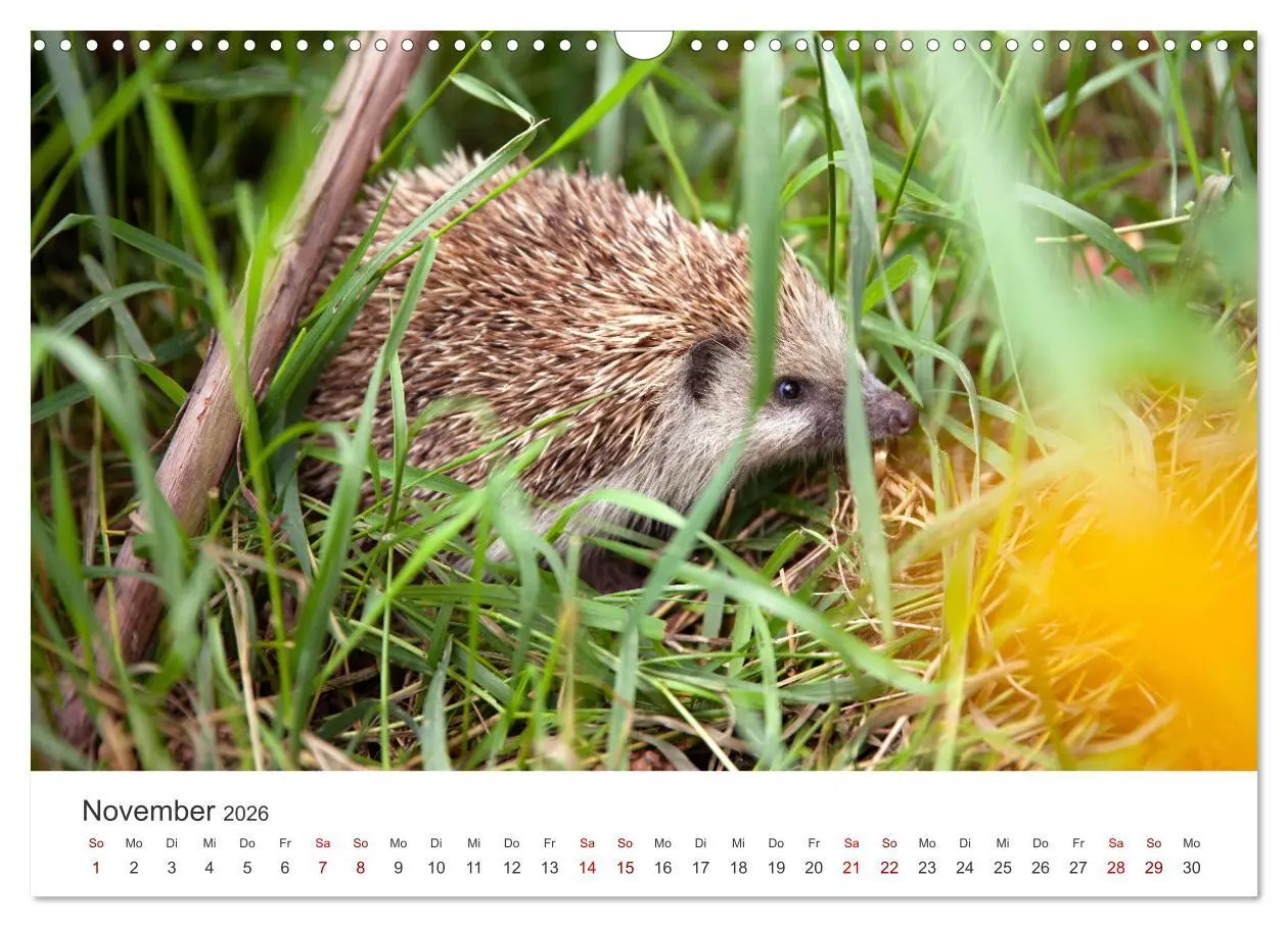 Bild: 9783457565797 | Igel - Niedliche kleine Stachelritter (Wandkalender 2026 DIN A3...