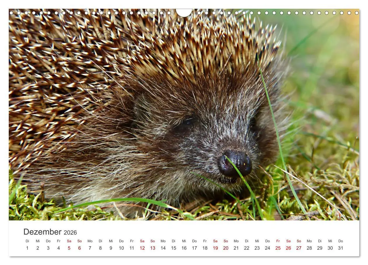 Bild: 9783457565797 | Igel - Niedliche kleine Stachelritter (Wandkalender 2026 DIN A3...