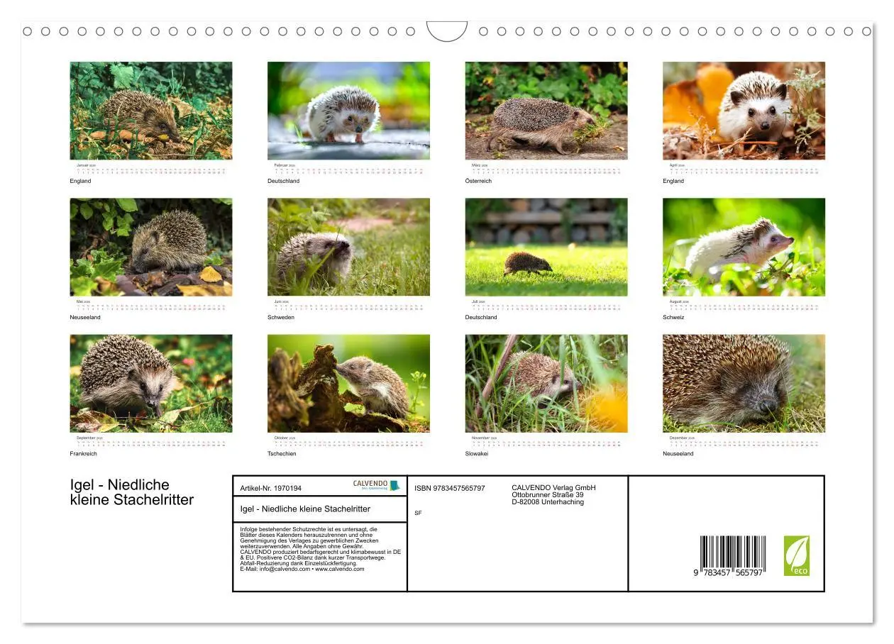 Bild: 9783457565797 | Igel - Niedliche kleine Stachelritter (Wandkalender 2026 DIN A3...