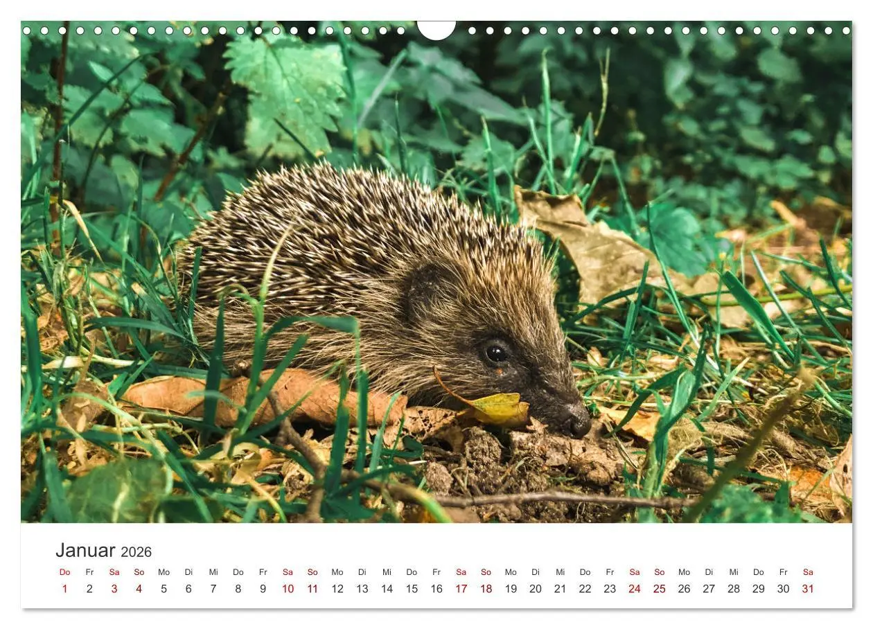 Bild: 9783457565797 | Igel - Niedliche kleine Stachelritter (Wandkalender 2026 DIN A3...