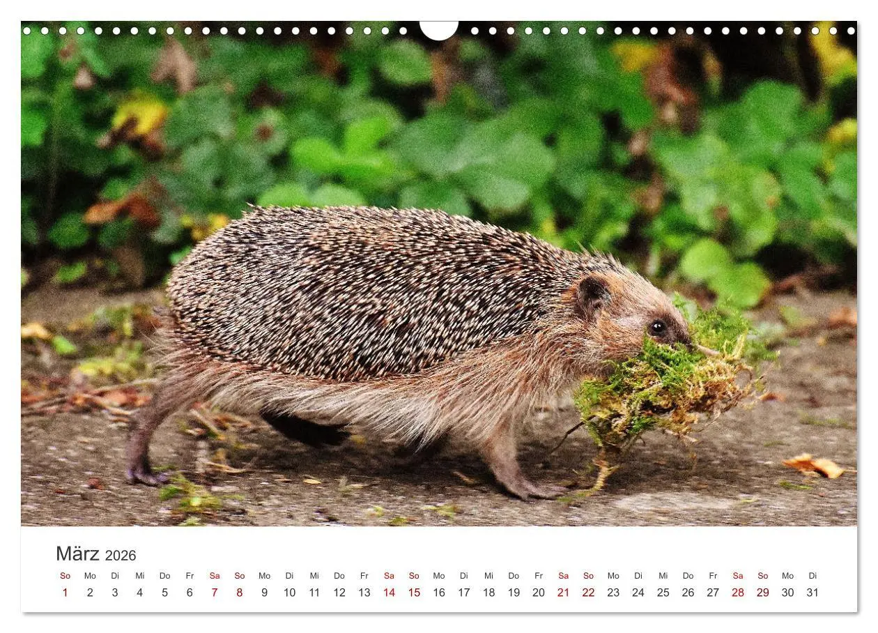 Bild: 9783457565797 | Igel - Niedliche kleine Stachelritter (Wandkalender 2026 DIN A3...