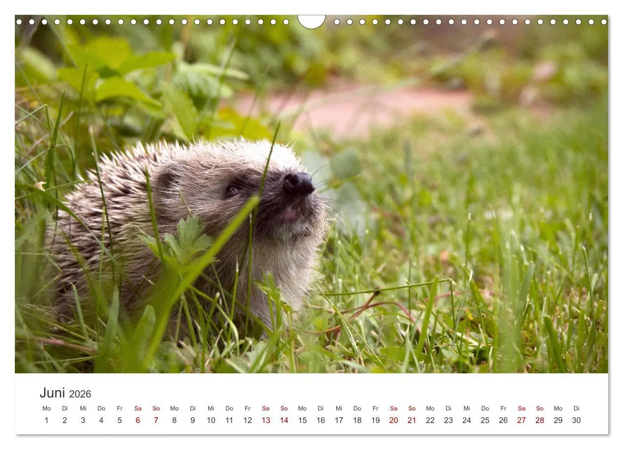 Bild: 9783457565797 | Igel - Niedliche kleine Stachelritter (Wandkalender 2026 DIN A3...