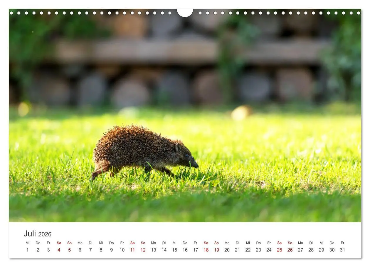 Bild: 9783457565797 | Igel - Niedliche kleine Stachelritter (Wandkalender 2026 DIN A3...