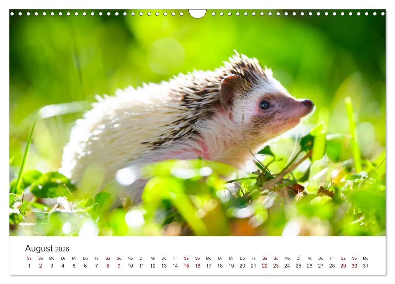 Bild: 9783457565797 | Igel - Niedliche kleine Stachelritter (Wandkalender 2026 DIN A3...