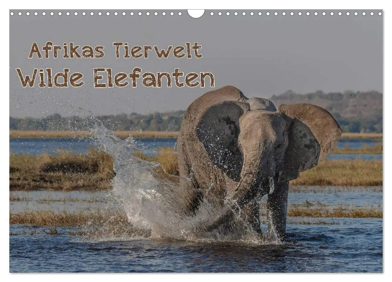 Cover: 9783516035797 | Afrikas Tierwelt - Wilde Elefanten (Wandkalender 2026 DIN A3 quer),...