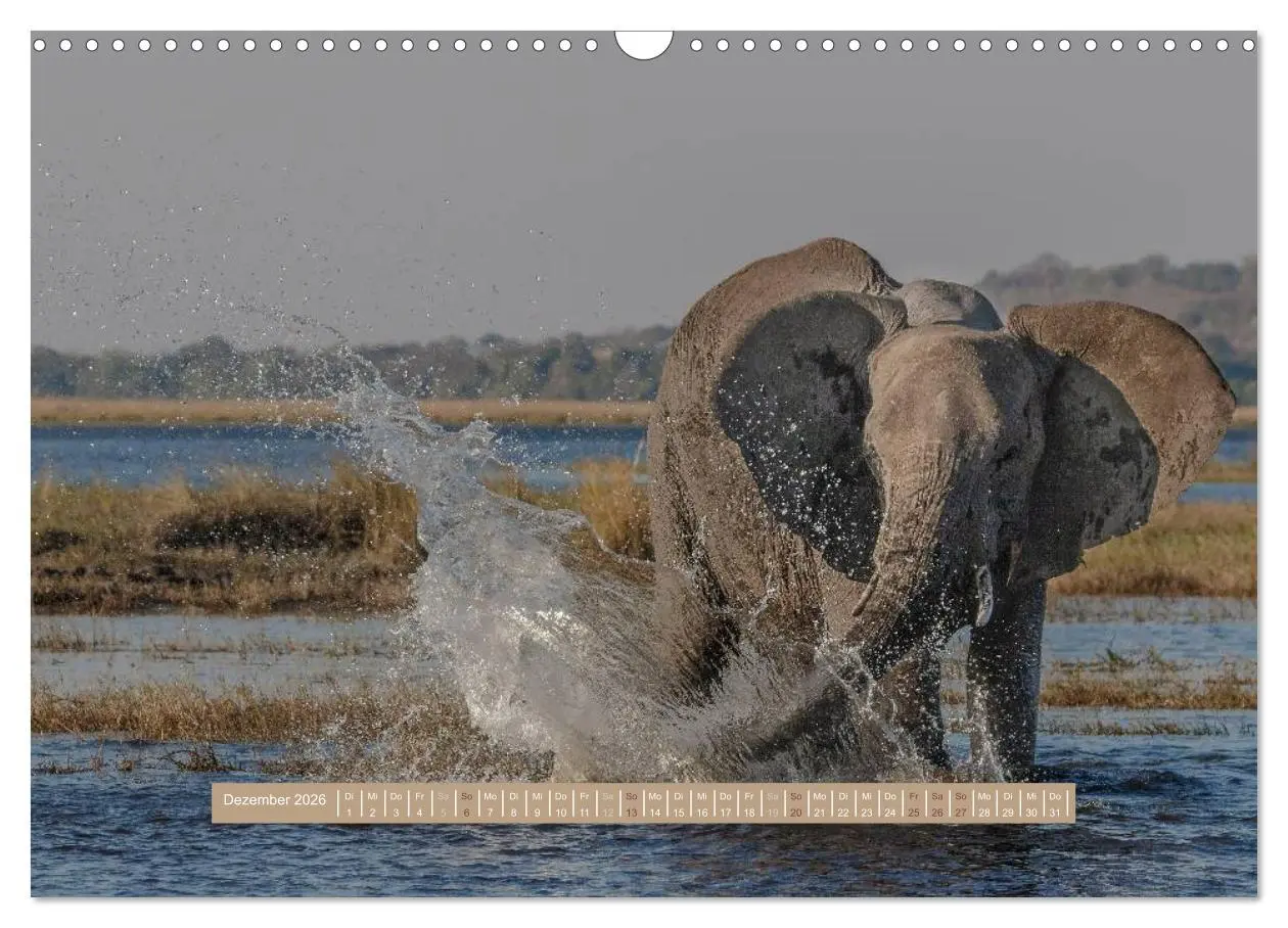 Bild: 9783516035797 | Afrikas Tierwelt - Wilde Elefanten (Wandkalender 2026 DIN A3 quer),...