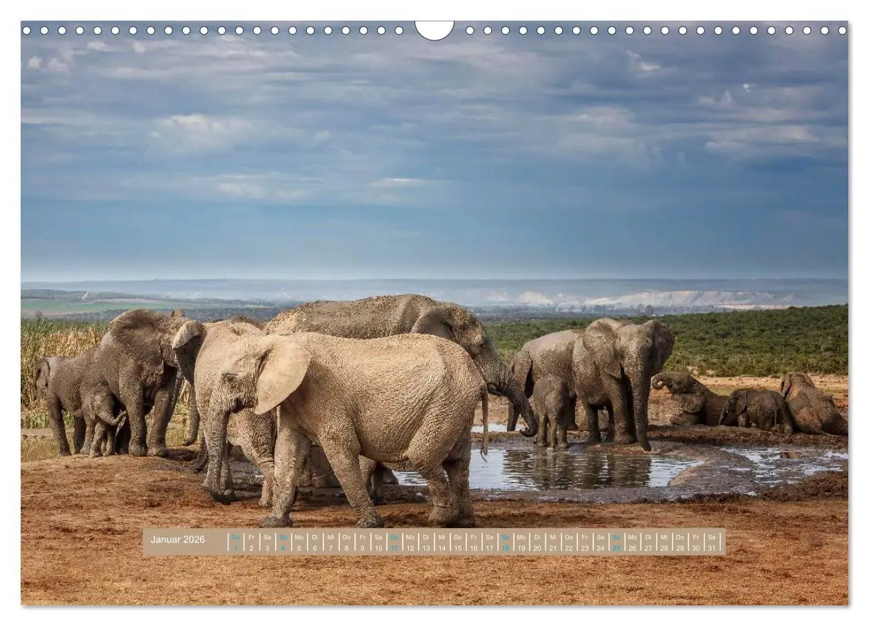 Bild: 9783516035797 | Afrikas Tierwelt - Wilde Elefanten (Wandkalender 2026 DIN A3 quer),...