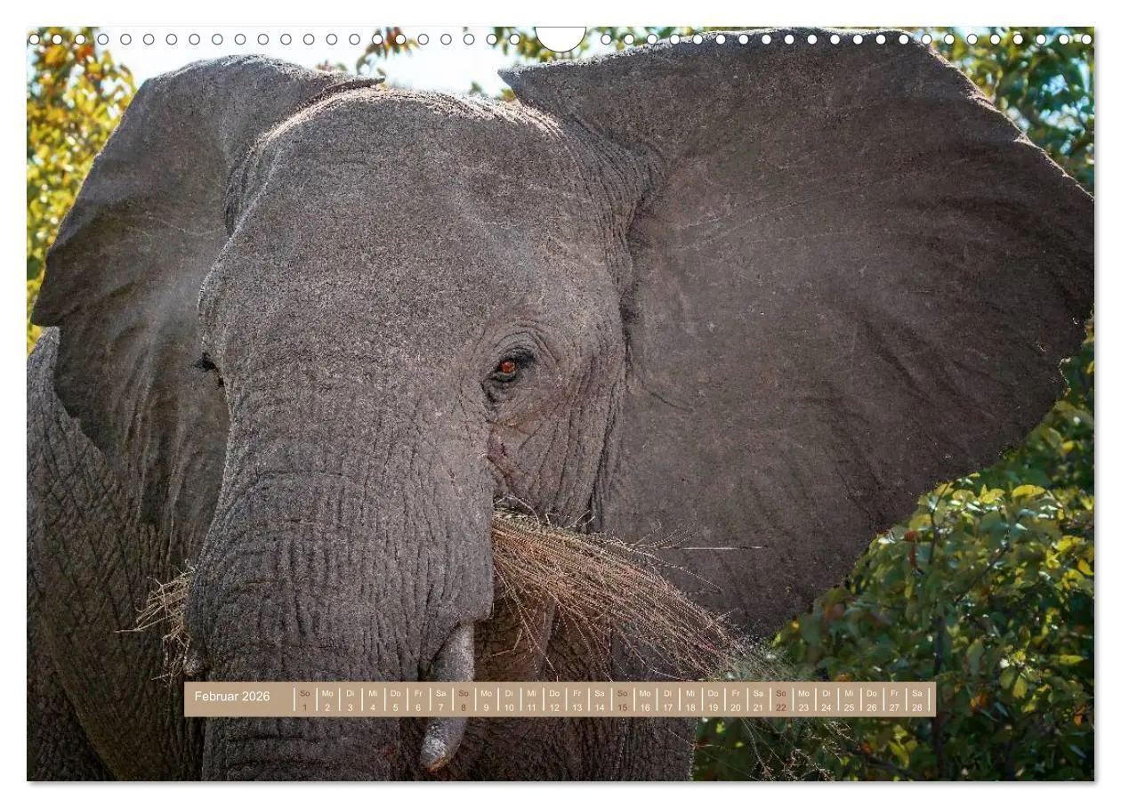 Bild: 9783516035797 | Afrikas Tierwelt - Wilde Elefanten (Wandkalender 2026 DIN A3 quer),...