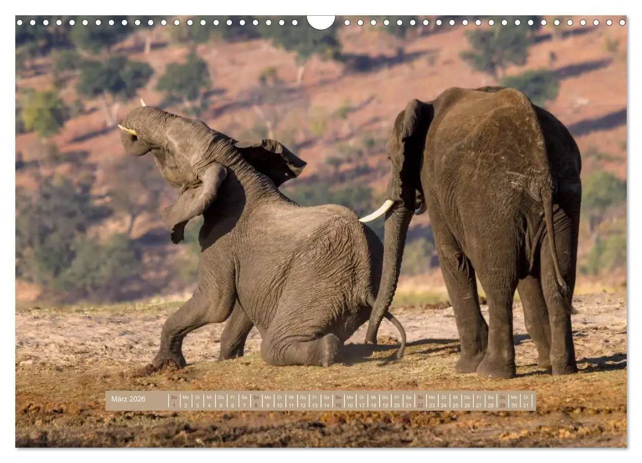 Bild: 9783516035797 | Afrikas Tierwelt - Wilde Elefanten (Wandkalender 2026 DIN A3 quer),...