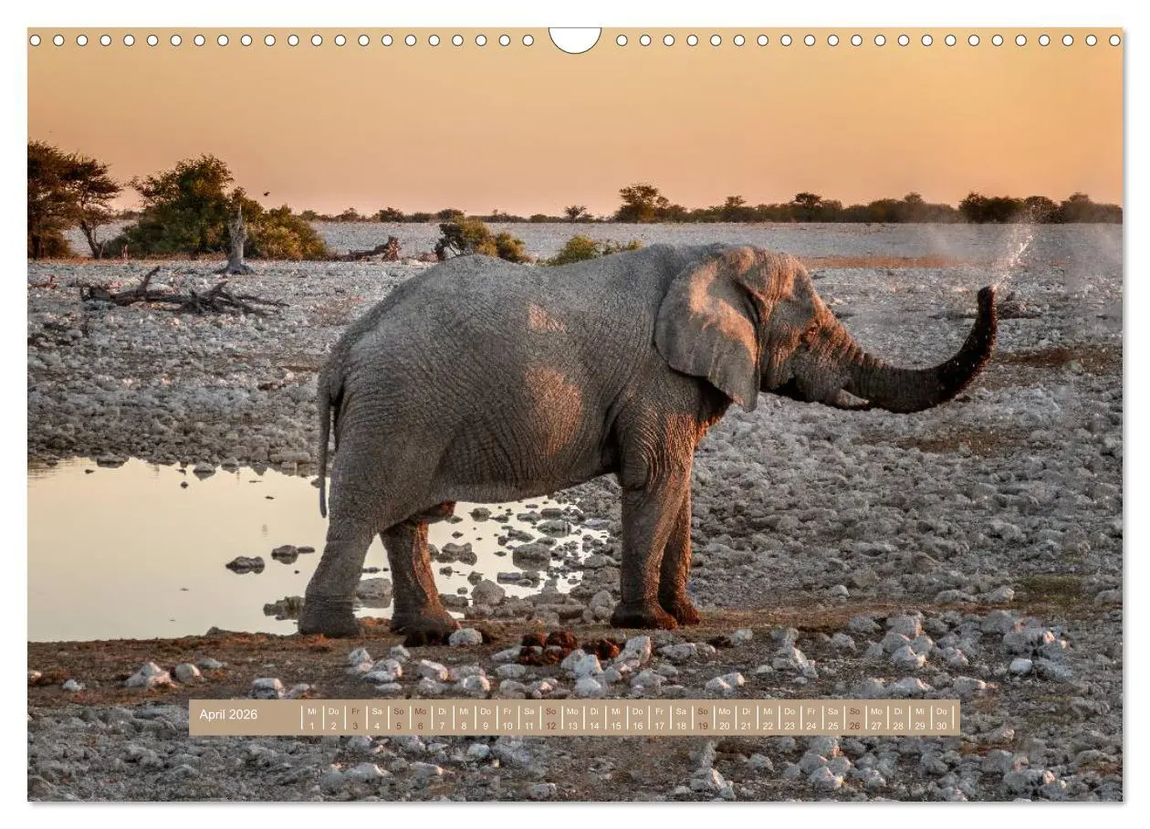 Bild: 9783516035797 | Afrikas Tierwelt - Wilde Elefanten (Wandkalender 2026 DIN A3 quer),...