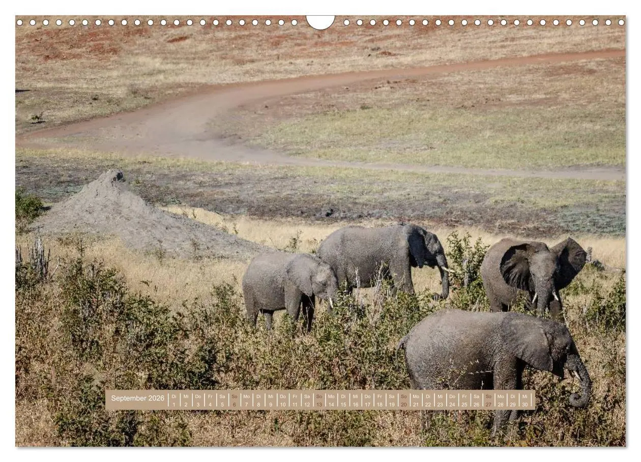 Bild: 9783516035797 | Afrikas Tierwelt - Wilde Elefanten (Wandkalender 2026 DIN A3 quer),...