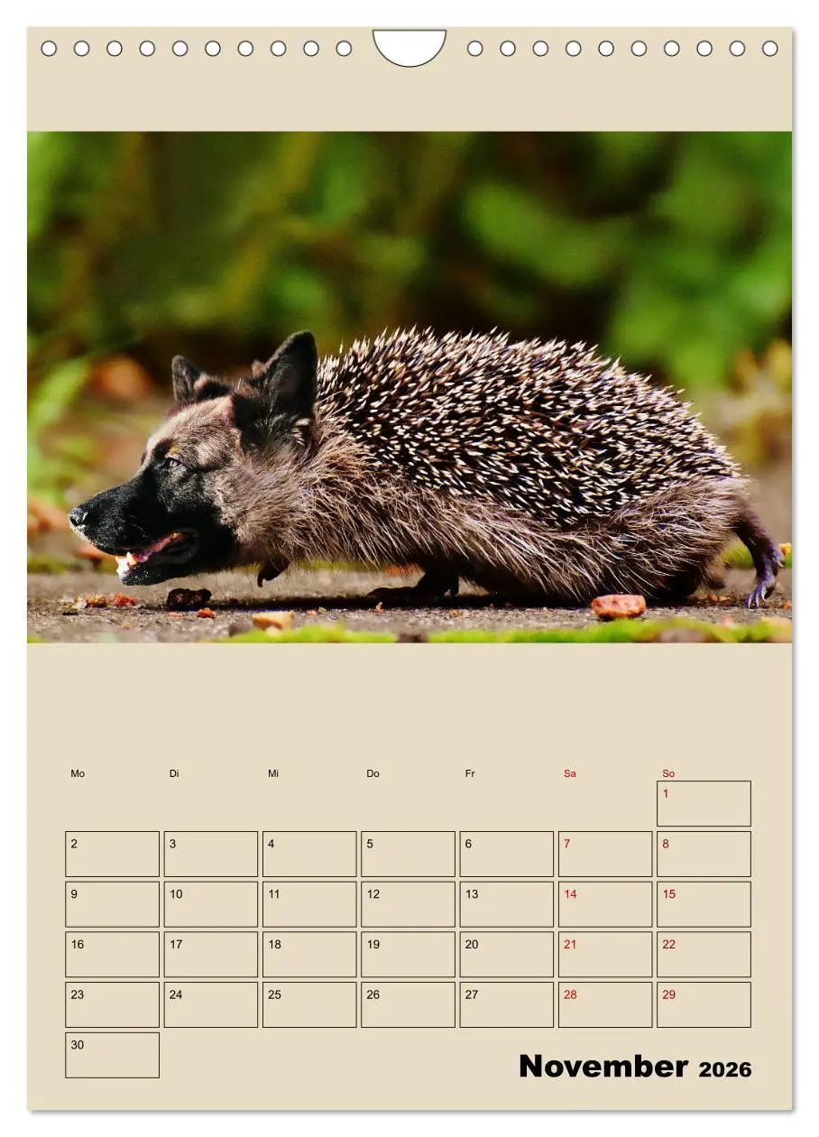 Bild: 9783516405897 | Seltsame Tiere - da stimmt doch was nicht... (Wandkalender 2026 DIN...
