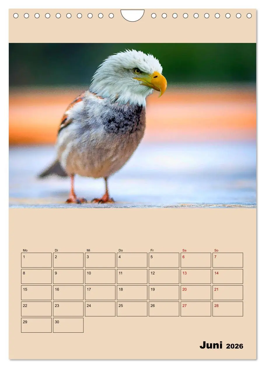 Bild: 9783516405897 | Seltsame Tiere - da stimmt doch was nicht... (Wandkalender 2026 DIN...