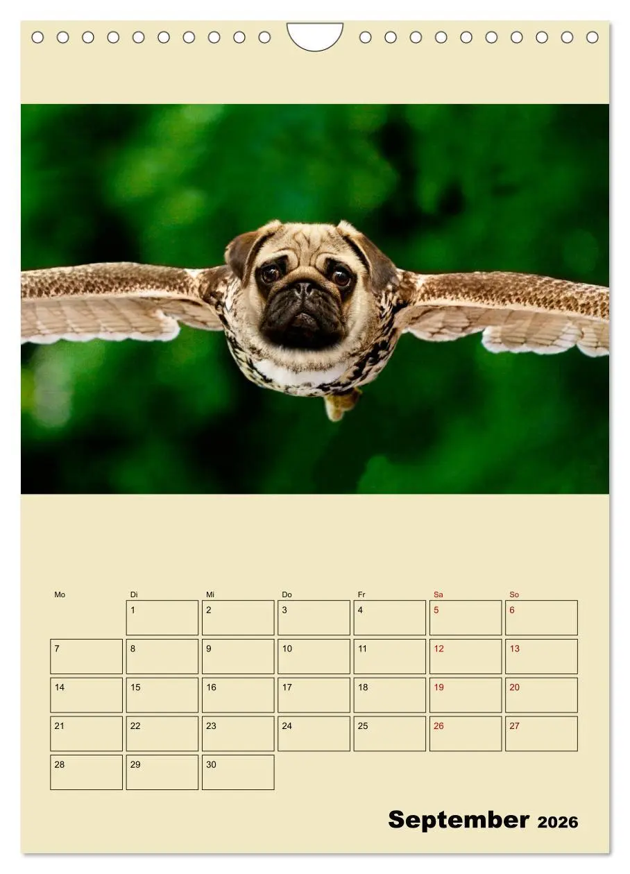 Bild: 9783516405897 | Seltsame Tiere - da stimmt doch was nicht... (Wandkalender 2026 DIN...