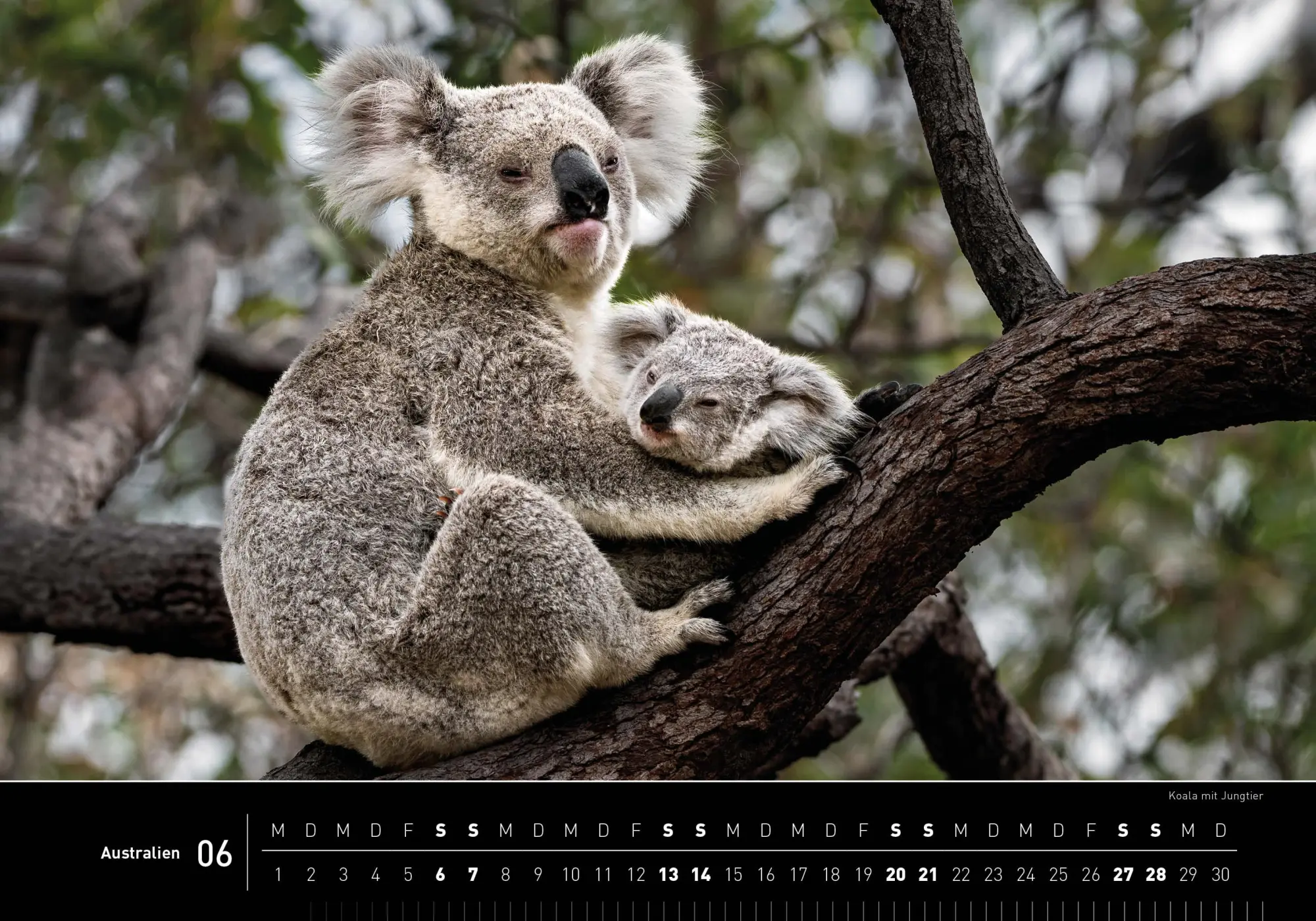 Bild: 9783968555997 | Australien Premiumkalender 2026 | Ingo Öland | Kalender | 14 S. | 2026