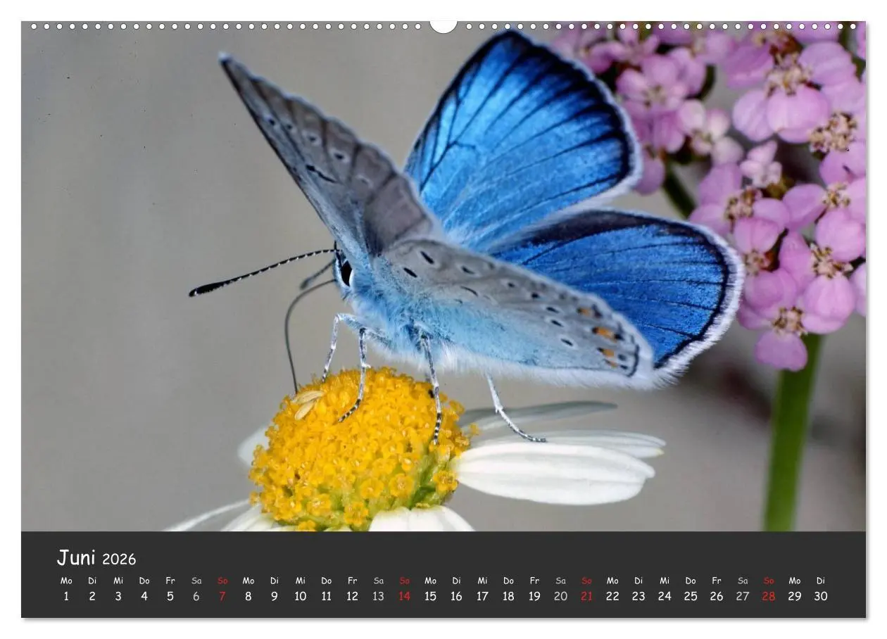 Bild: 9783516216097 | Wunderschöne Schmetterlinge (hochwertiger Premium Wandkalender 2026...
