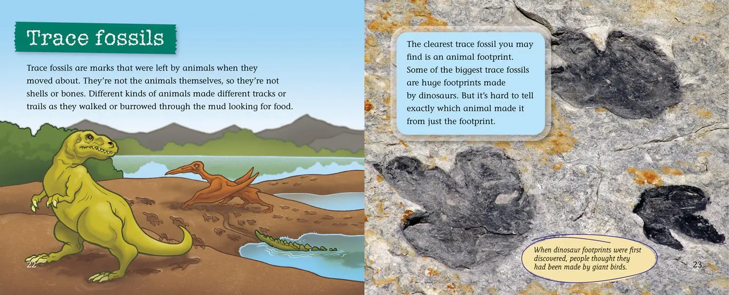 Bild: 9780007336197 | Fossils | Band 10/White | Andrew Ross | Taschenbuch | Englisch | 2010 Bild: 9780007336197 | Fossils | Band 10/White | Andrew Ross | Taschenbuch | Englisch | 2010
