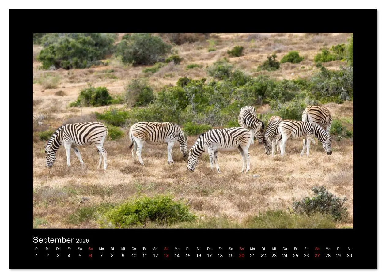 Bild: 9783516136197 | Südafrika - Garden Route (Wandkalender 2026 DIN A3 quer), CALVENDO...