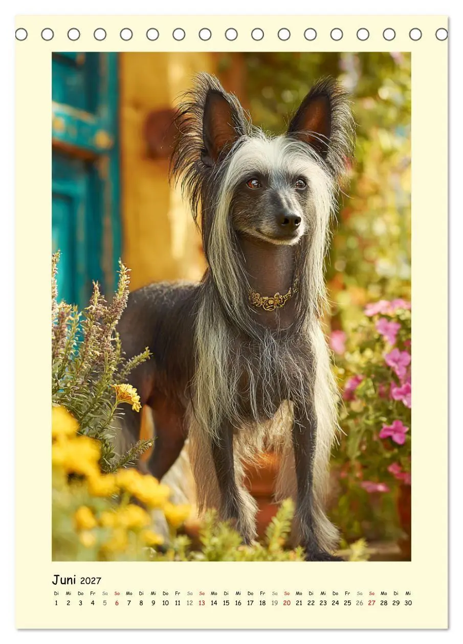 Bild: 9783516756197 | Charme und Grazie. Die Anmut der Chinesischen Schopfhunde...