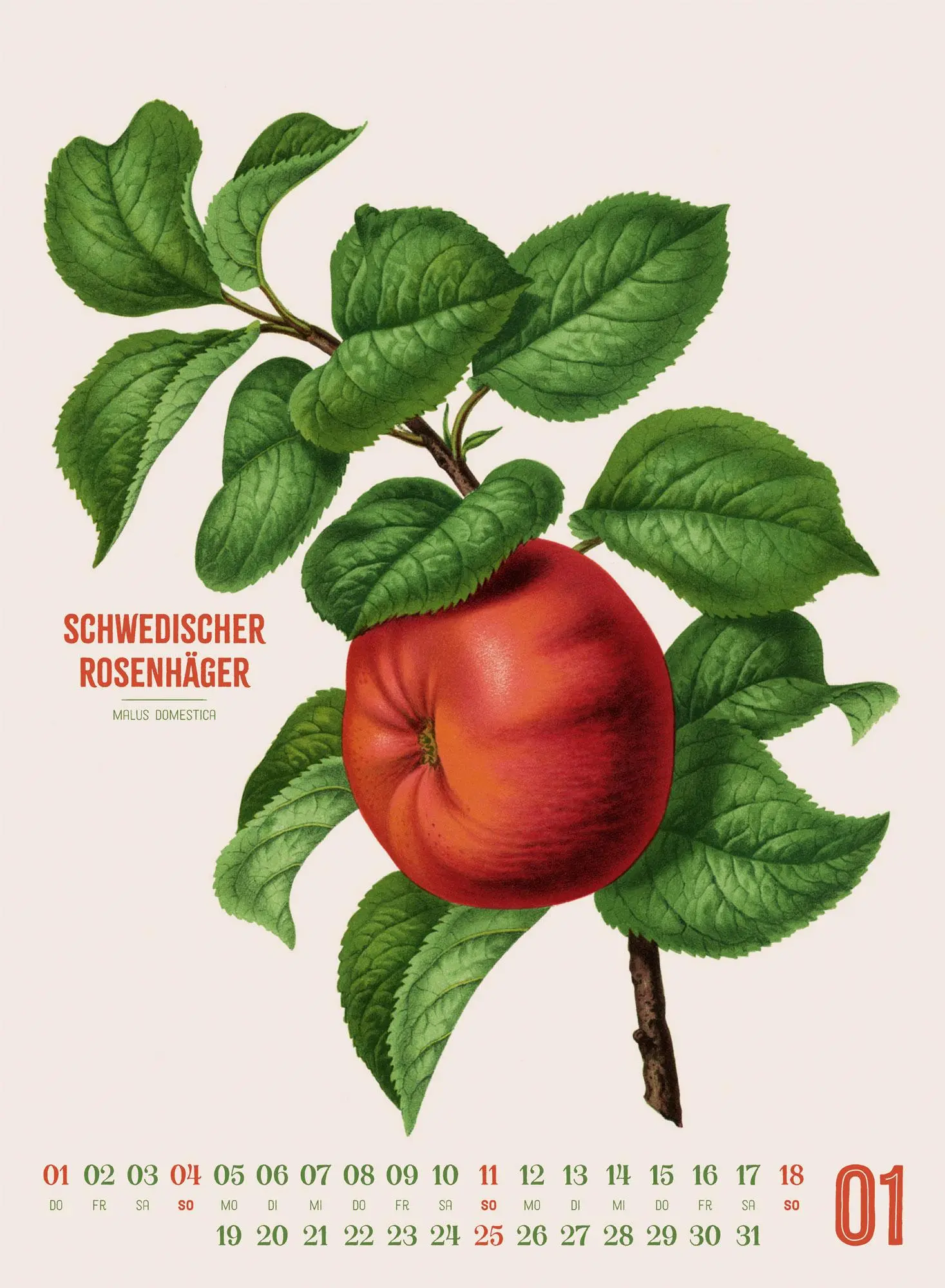Bild: 9783838426297 | Obstgarten Kalender 2026 Apfel, Birne, Pflaume &amp; Co. | Wendel | 14 S.