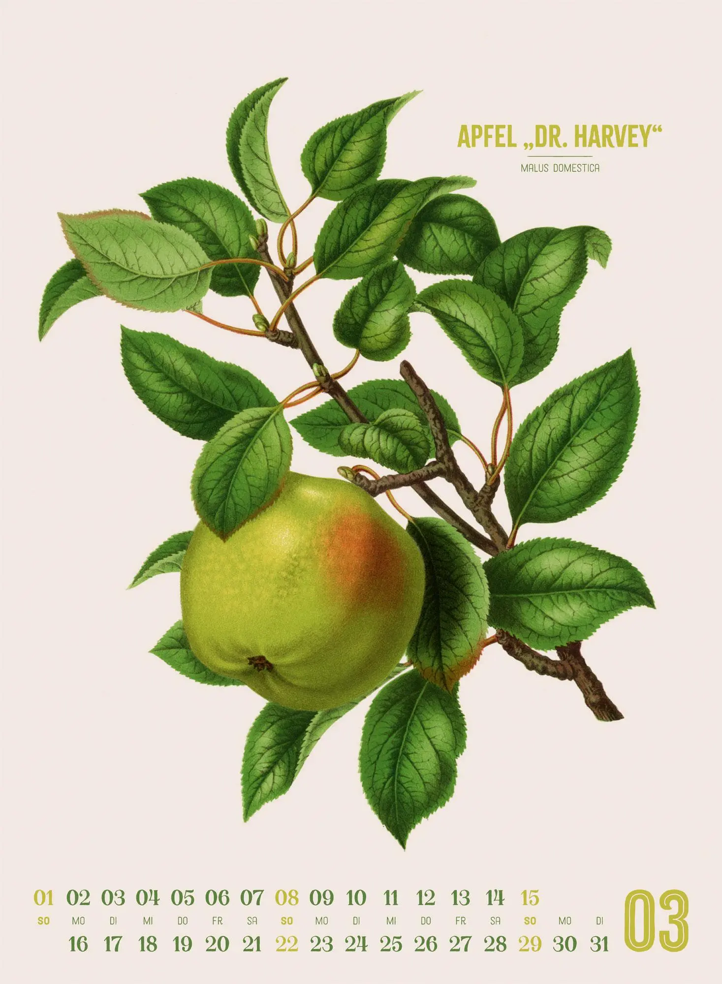 Bild: 9783838426297 | Obstgarten Kalender 2026 Apfel, Birne, Pflaume &amp; Co. | Wendel | 14 S.