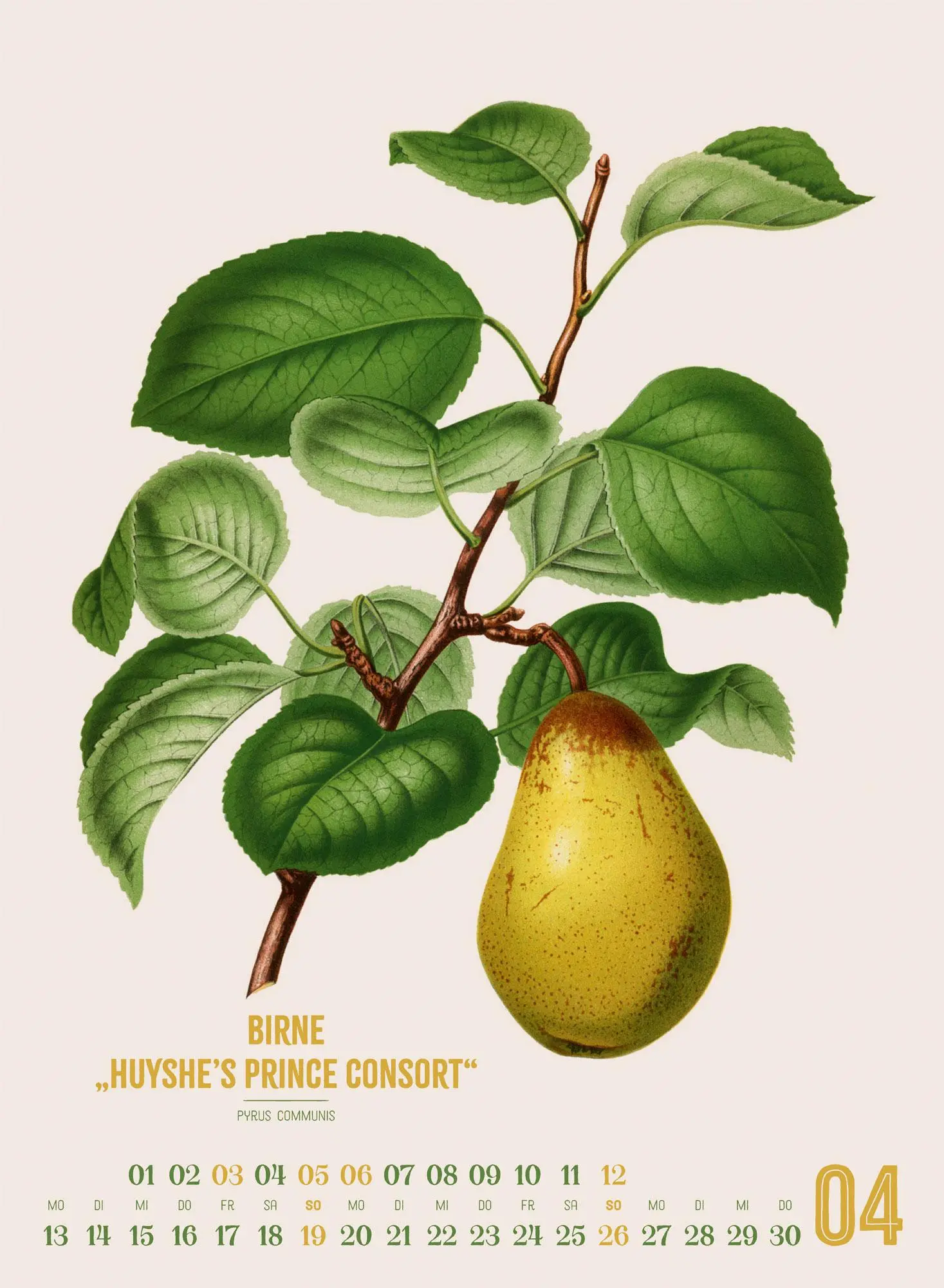 Bild: 9783838426297 | Obstgarten Kalender 2026 Apfel, Birne, Pflaume &amp; Co. | Wendel | 14 S.