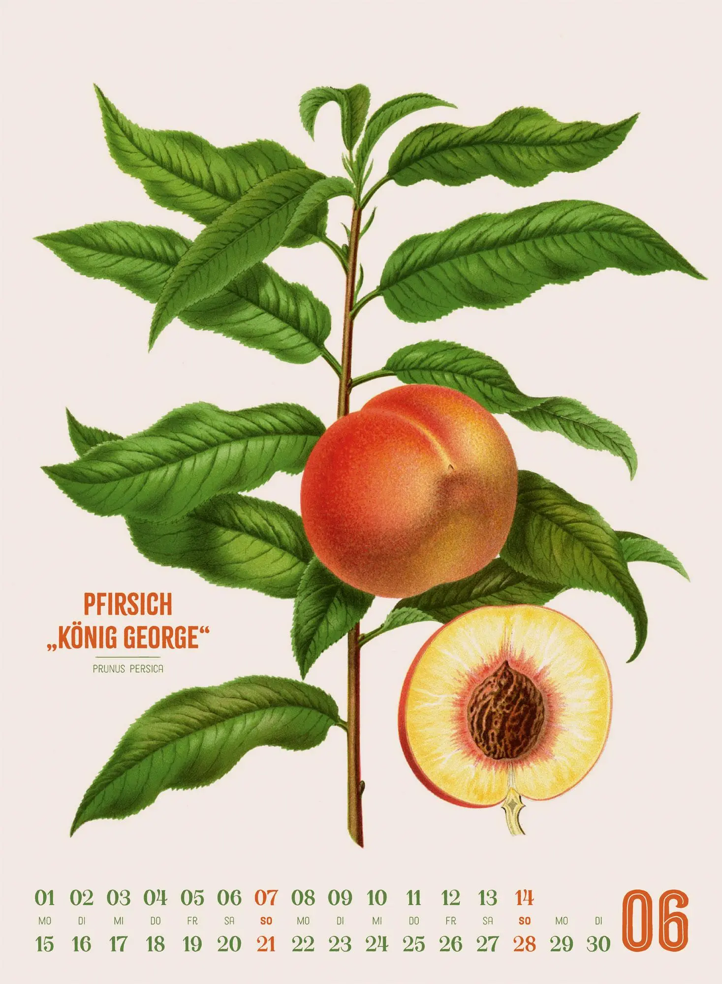 Bild: 9783838426297 | Obstgarten Kalender 2026 Apfel, Birne, Pflaume &amp; Co. | Wendel | 14 S.