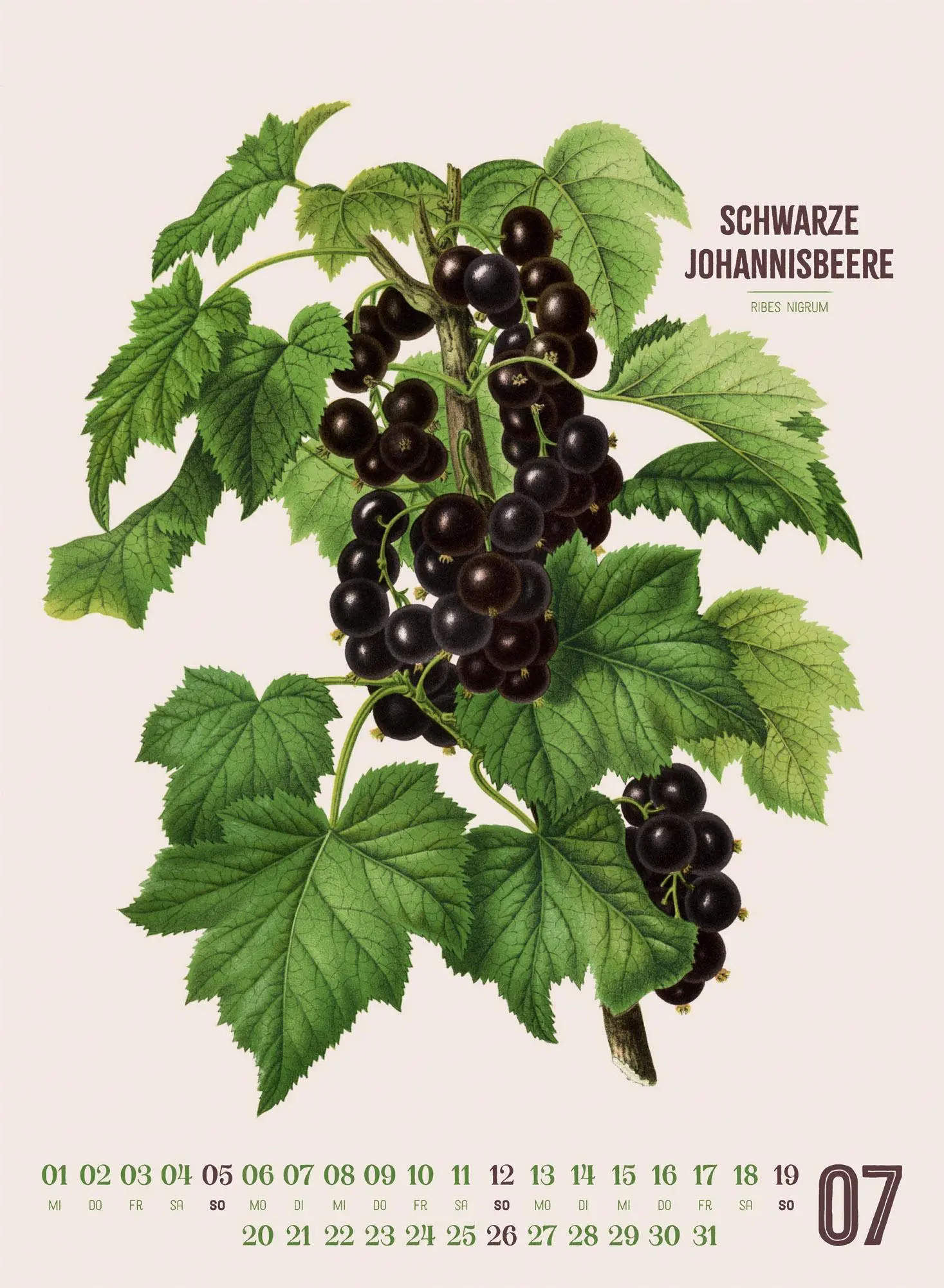 Bild: 9783838426297 | Obstgarten Kalender 2026 Apfel, Birne, Pflaume &amp; Co. | Wendel | 14 S.