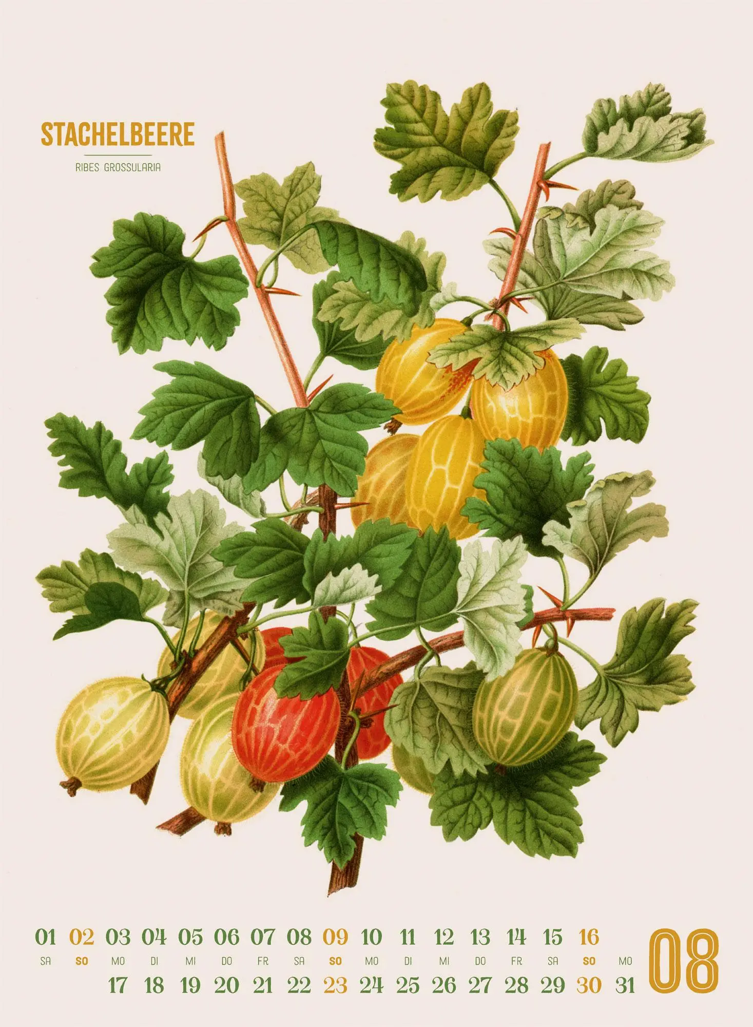 Bild: 9783838426297 | Obstgarten Kalender 2026 Apfel, Birne, Pflaume &amp; Co. | Wendel | 14 S.