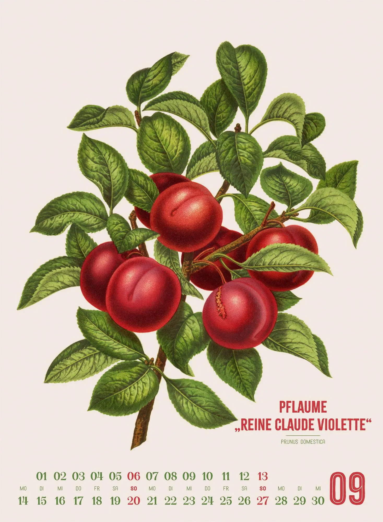 Bild: 9783838426297 | Obstgarten Kalender 2026 Apfel, Birne, Pflaume &amp; Co. | Wendel | 14 S.