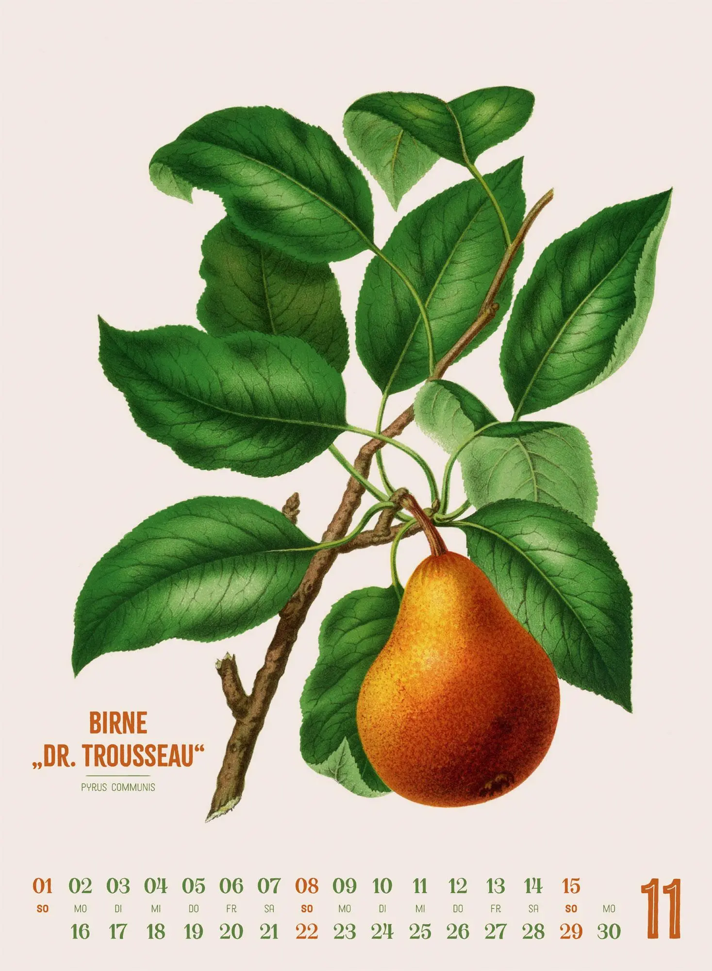 Bild: 9783838426297 | Obstgarten Kalender 2026 Apfel, Birne, Pflaume &amp; Co. | Wendel | 14 S.
