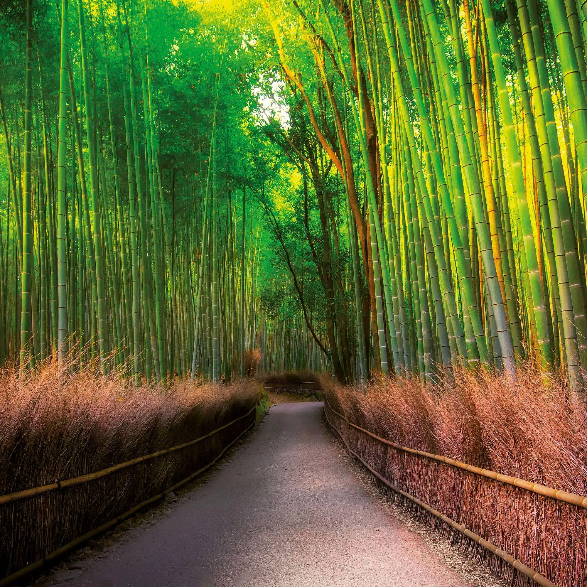 Bild: 9783959296397 | Inside Japan 2027 | Kalender 2027 | Kalender | Mindful editions | 2027