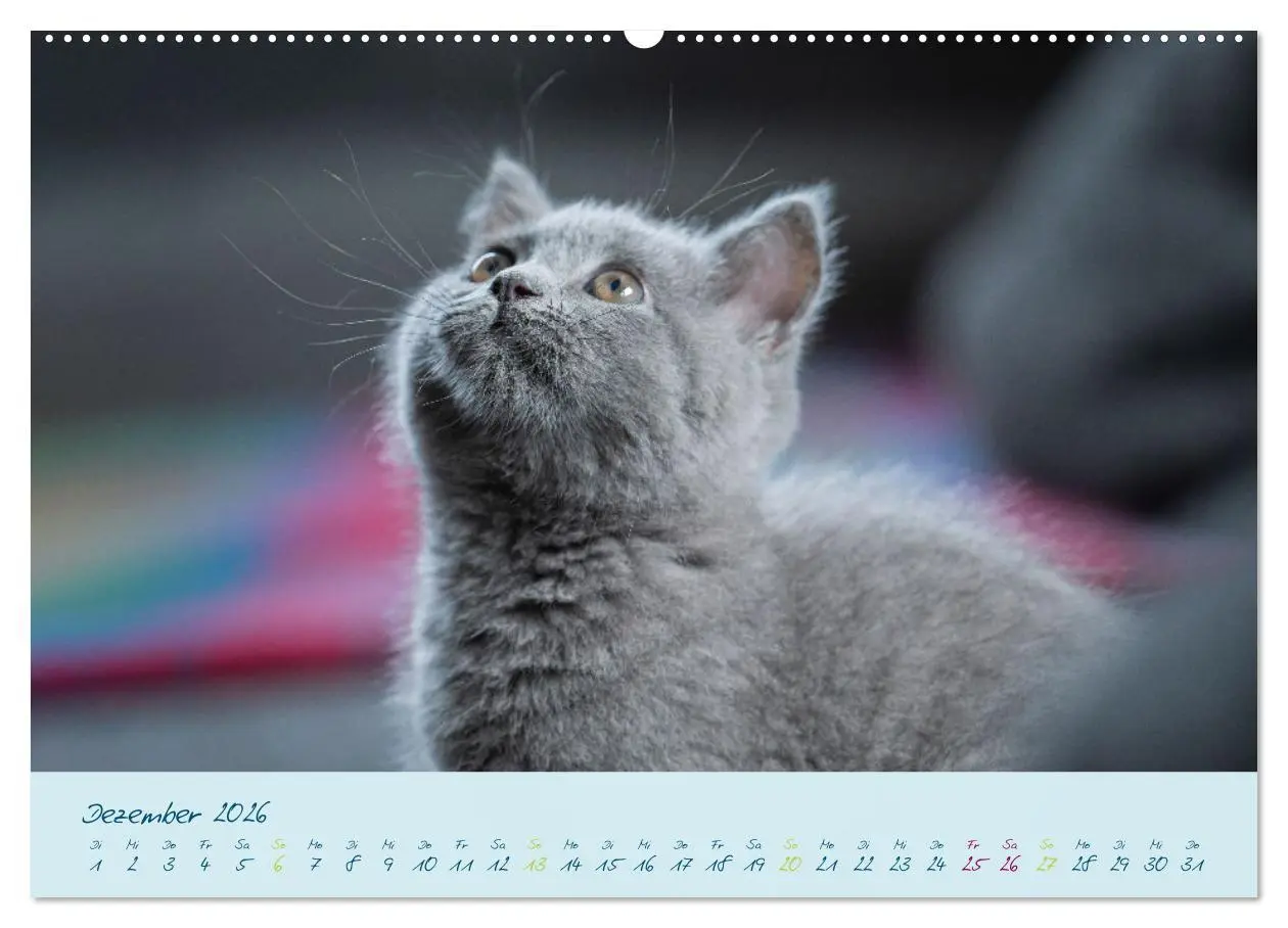 Bild: 9783457496497 | Ein kleiner Kater entdeckt die Welt! (Wandkalender 2026 DIN A2...
