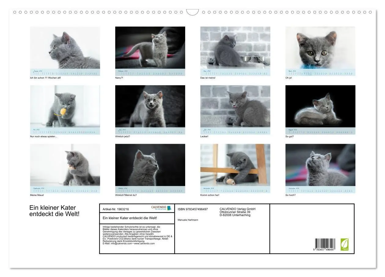 Bild: 9783457496497 | Ein kleiner Kater entdeckt die Welt! (Wandkalender 2026 DIN A2...