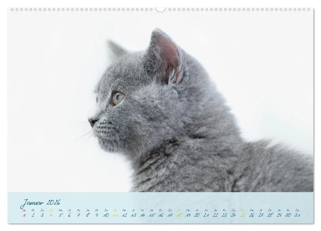 Bild: 9783457496497 | Ein kleiner Kater entdeckt die Welt! (Wandkalender 2026 DIN A2...