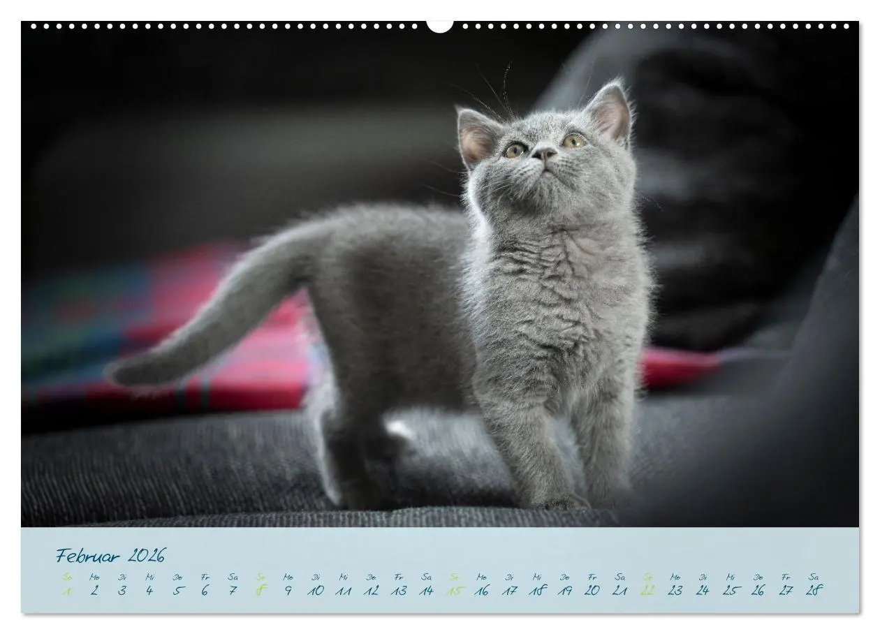 Bild: 9783457496497 | Ein kleiner Kater entdeckt die Welt! (Wandkalender 2026 DIN A2...