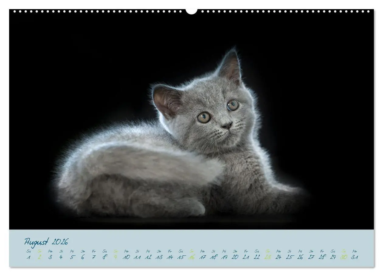 Bild: 9783457496497 | Ein kleiner Kater entdeckt die Welt! (Wandkalender 2026 DIN A2...