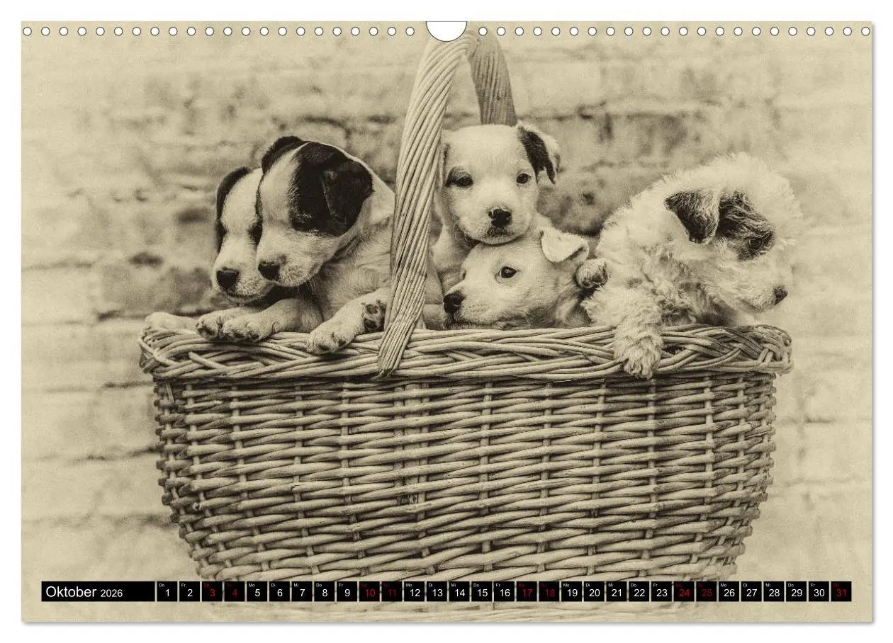 Bild: 9783457876497 | Parson Jack Russel Welpen (Wandkalender 2026 DIN A3 quer), CALVENDO...