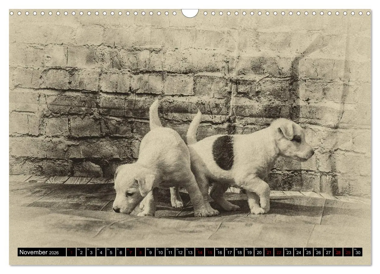 Bild: 9783457876497 | Parson Jack Russel Welpen (Wandkalender 2026 DIN A3 quer), CALVENDO...