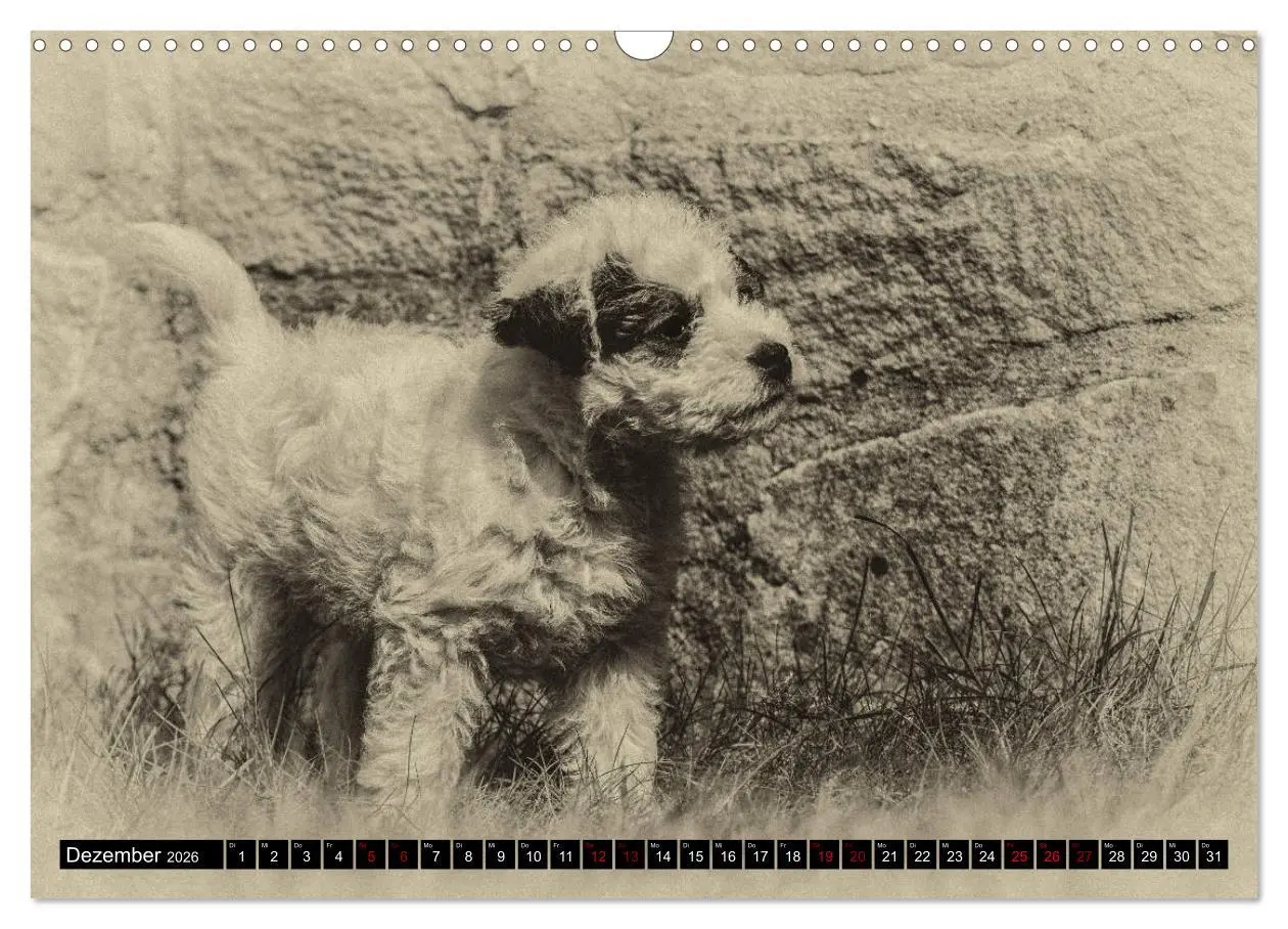 Bild: 9783457876497 | Parson Jack Russel Welpen (Wandkalender 2026 DIN A3 quer), CALVENDO...