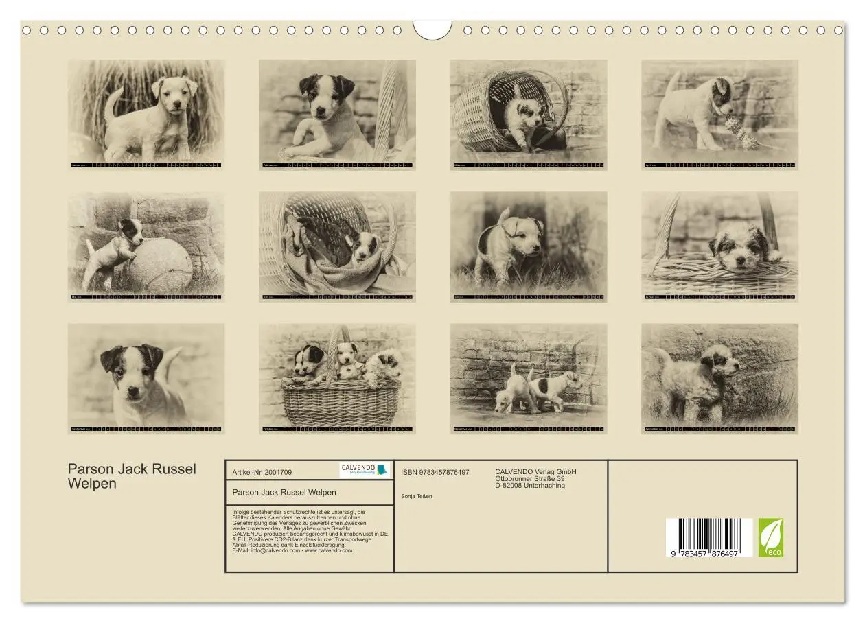 Bild: 9783457876497 | Parson Jack Russel Welpen (Wandkalender 2026 DIN A3 quer), CALVENDO...