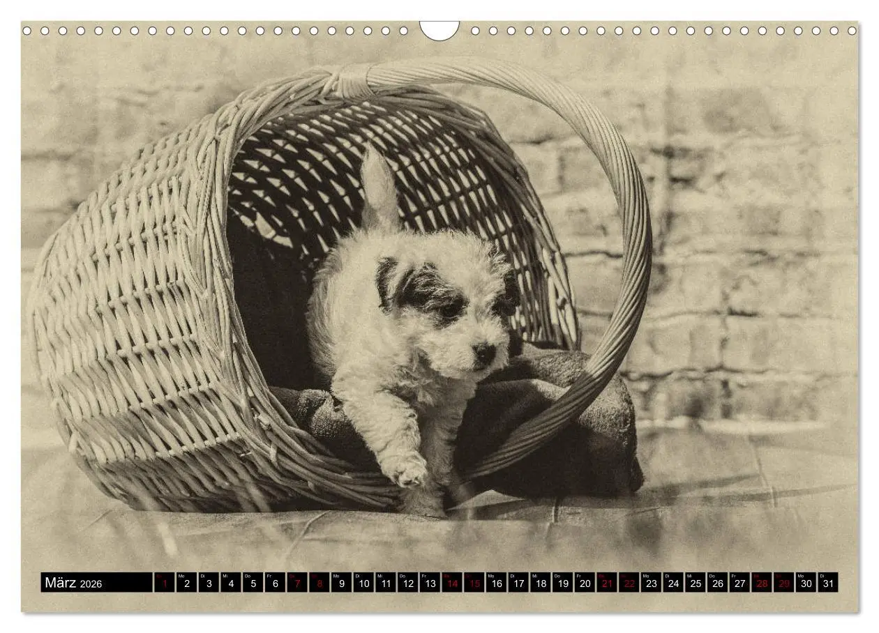 Bild: 9783457876497 | Parson Jack Russel Welpen (Wandkalender 2026 DIN A3 quer), CALVENDO...