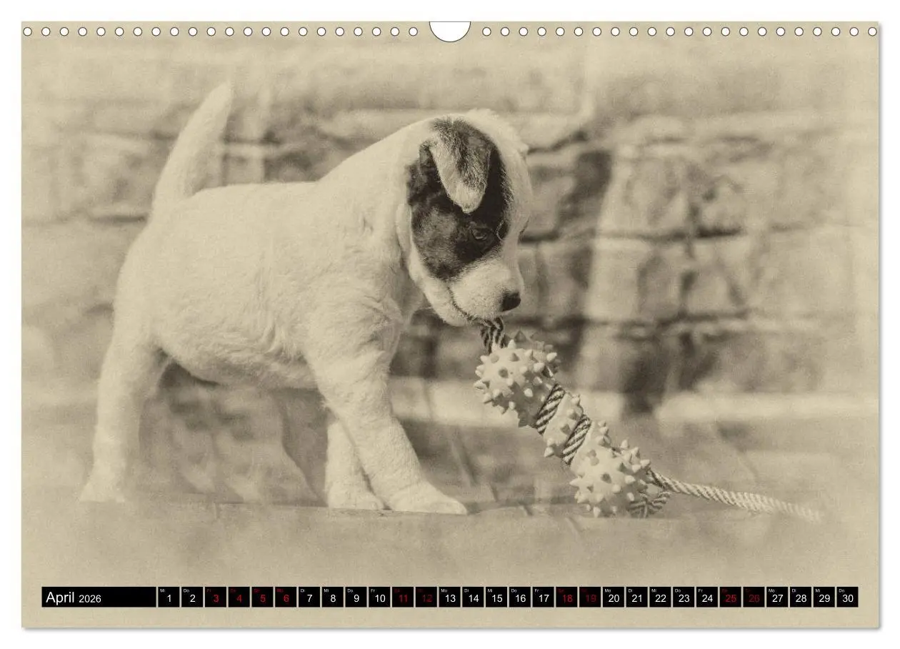 Bild: 9783457876497 | Parson Jack Russel Welpen (Wandkalender 2026 DIN A3 quer), CALVENDO...