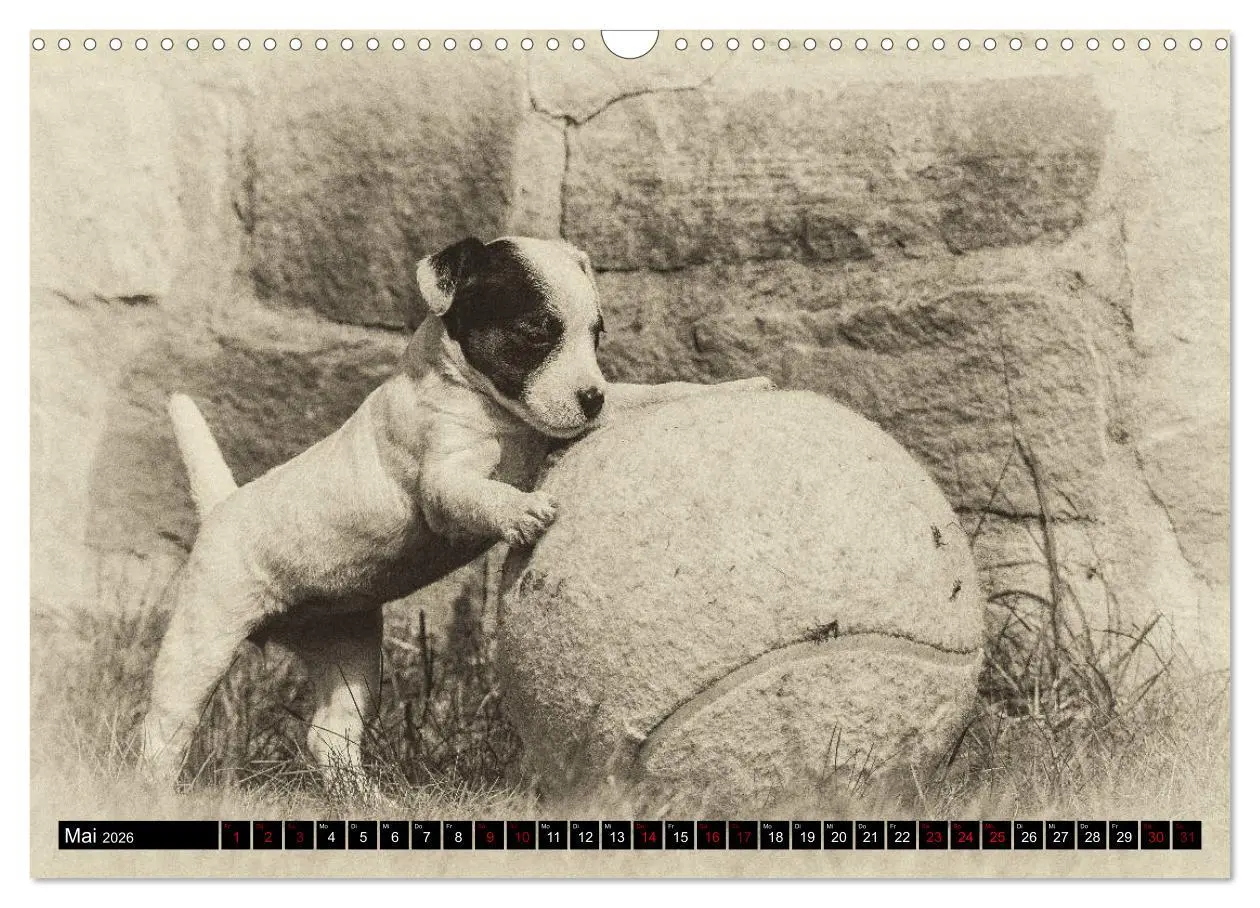 Bild: 9783457876497 | Parson Jack Russel Welpen (Wandkalender 2026 DIN A3 quer), CALVENDO...