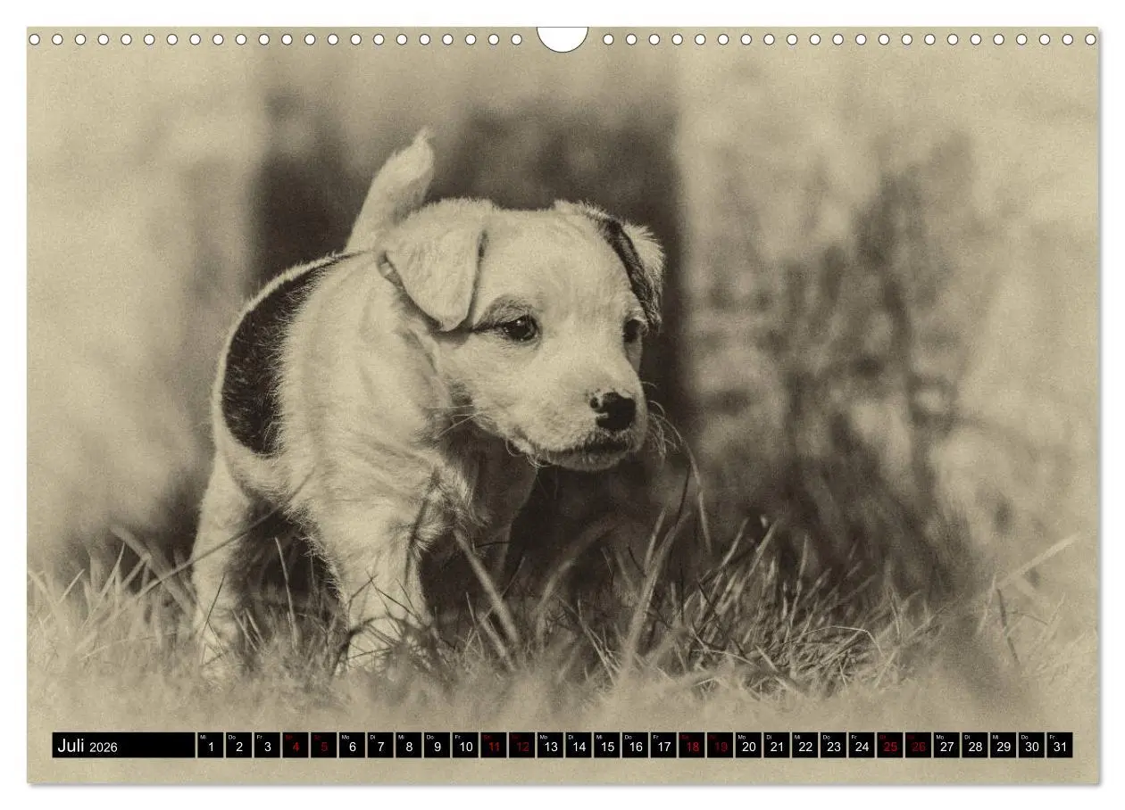 Bild: 9783457876497 | Parson Jack Russel Welpen (Wandkalender 2026 DIN A3 quer), CALVENDO...