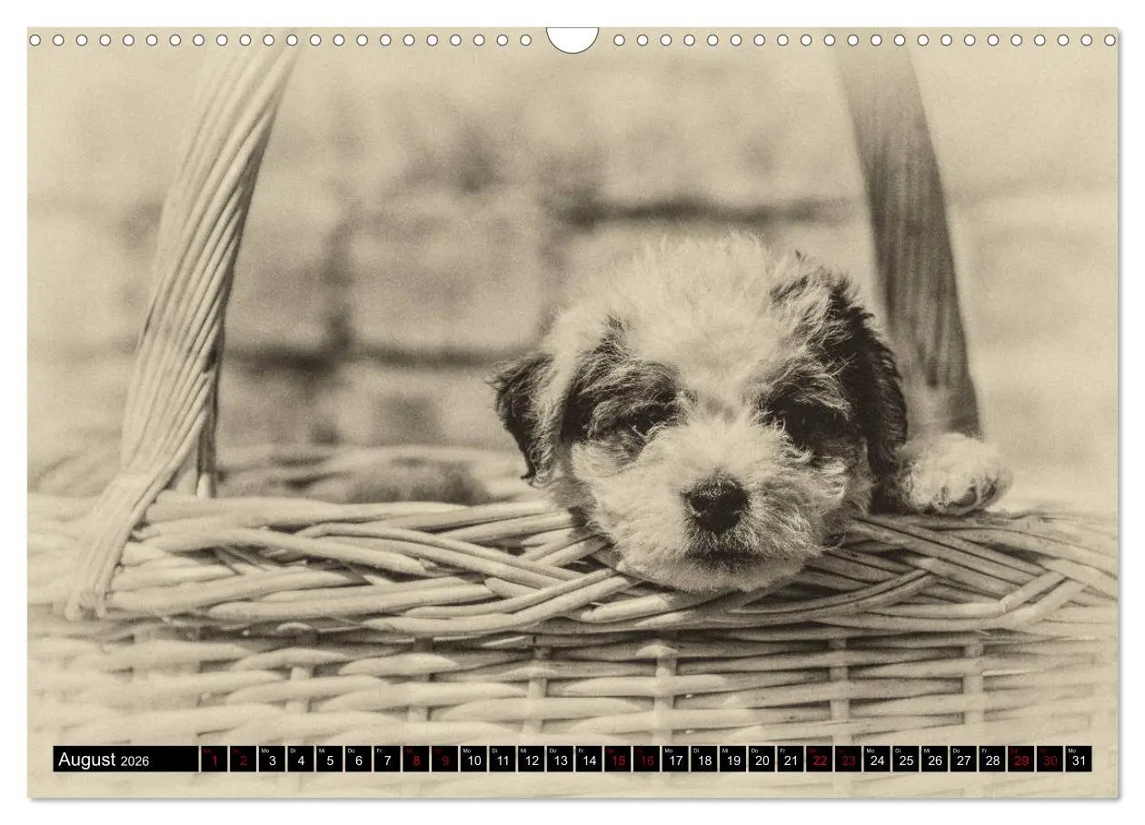 Bild: 9783457876497 | Parson Jack Russel Welpen (Wandkalender 2026 DIN A3 quer), CALVENDO...