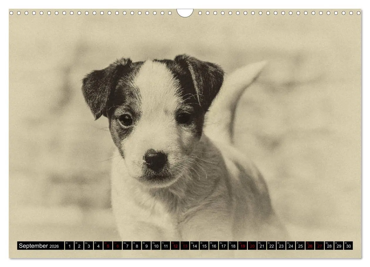 Bild: 9783457876497 | Parson Jack Russel Welpen (Wandkalender 2026 DIN A3 quer), CALVENDO...