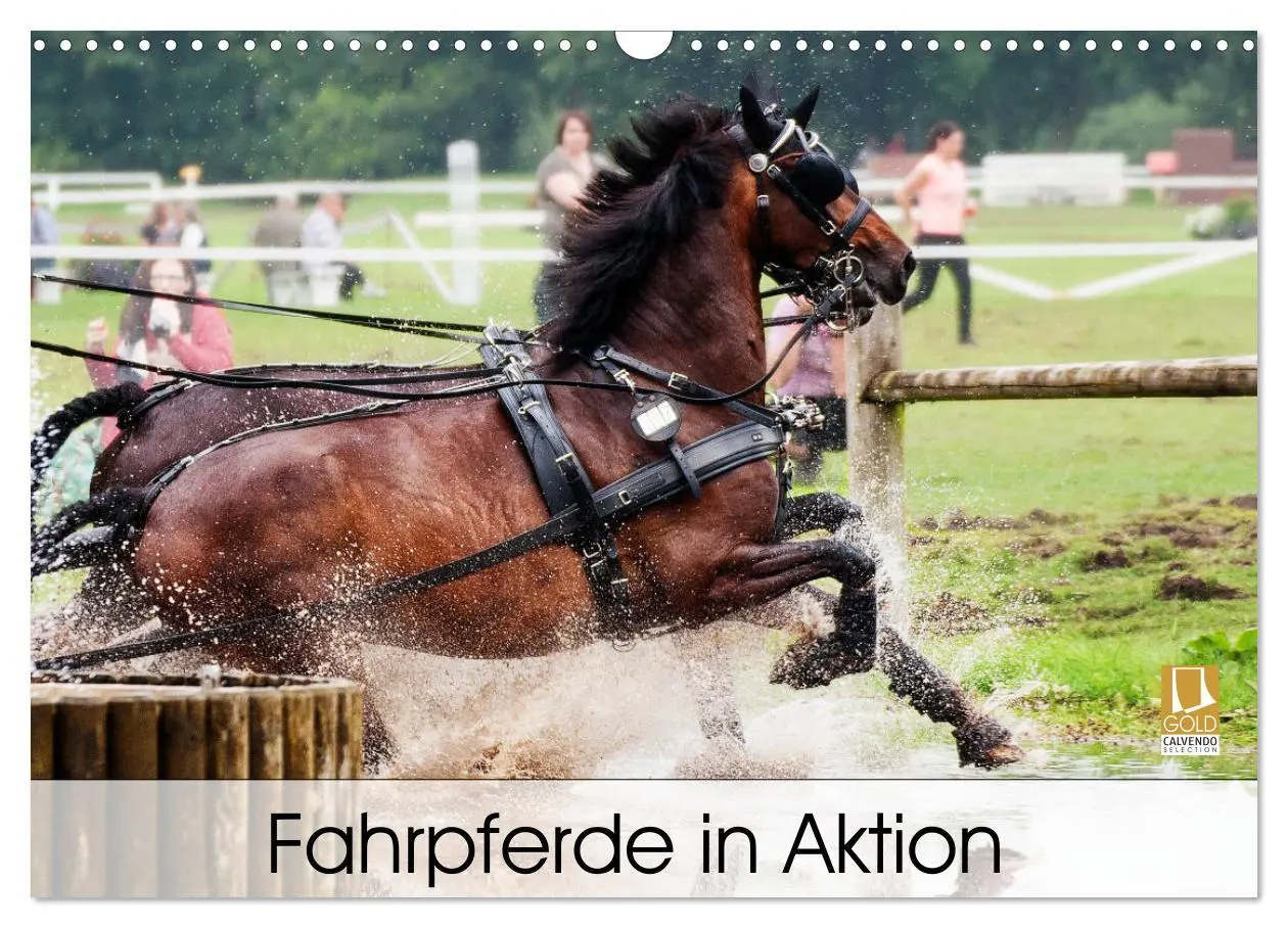 Cover: 9783457836897 | Fahrpferde in Aktion (Wandkalender 2026 DIN A3 quer), CALVENDO...