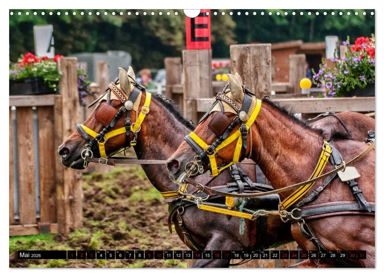 Bild: 9783457836897 | Fahrpferde in Aktion (Wandkalender 2026 DIN A3 quer), CALVENDO...