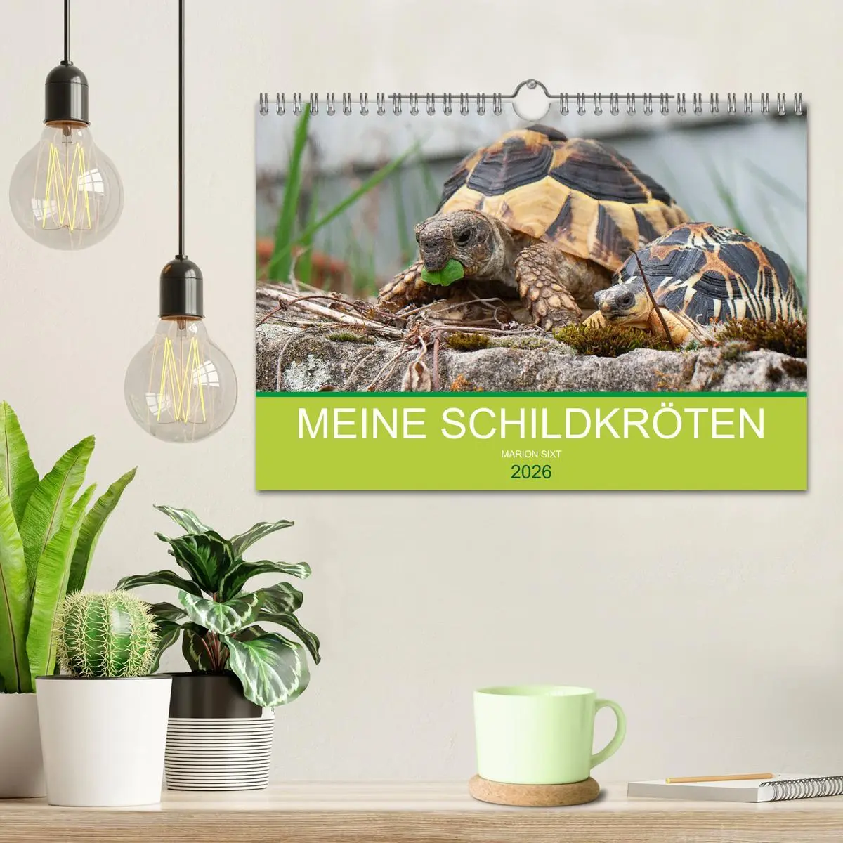 Bild: 9783457826997 | Meine Schildkröten (Wandkalender 2026 DIN A4 quer), CALVENDO...